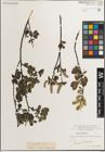 Foto von Salix myrsinifolia Salisb.